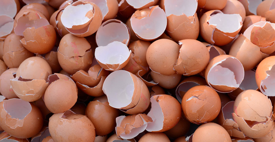 Eggshellspowerenergy