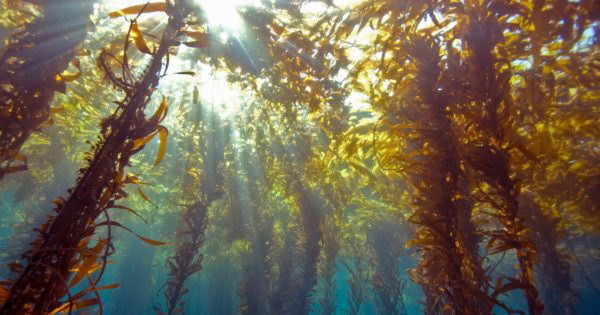 seaweed